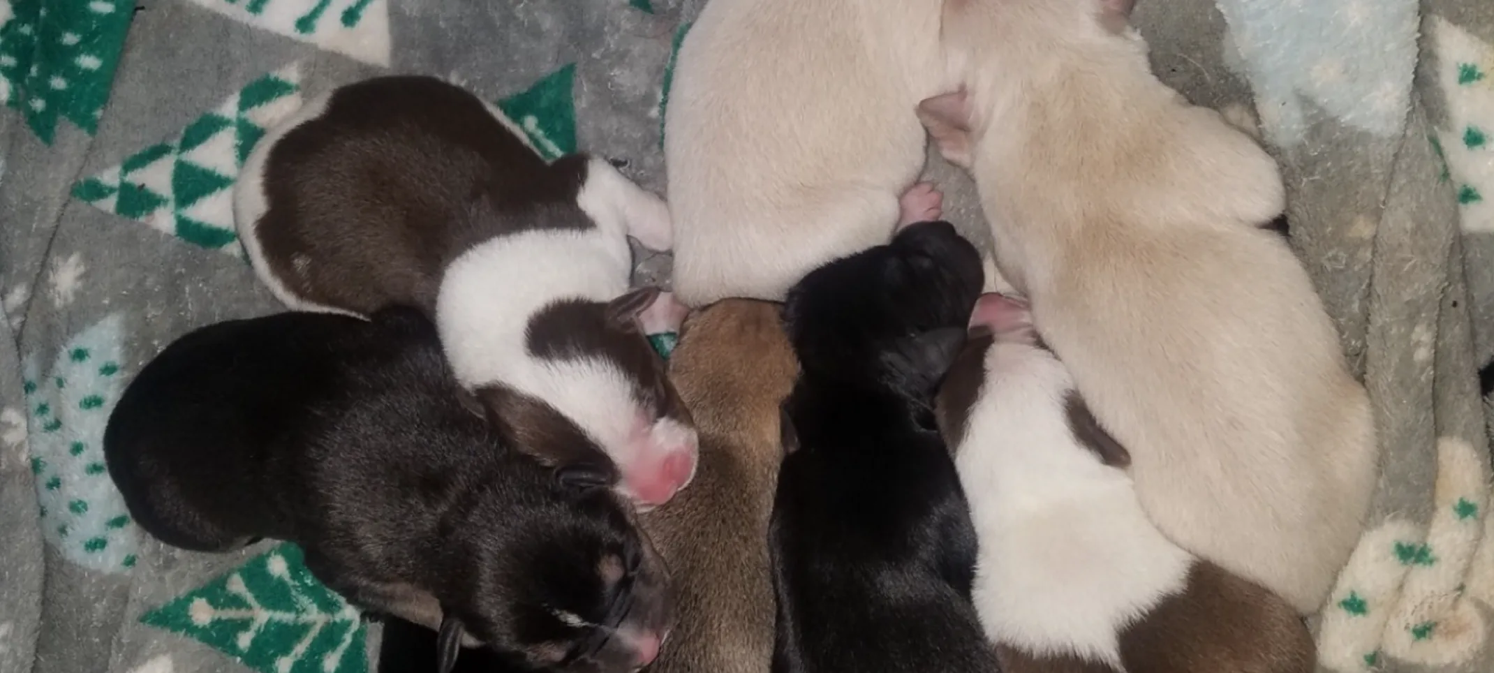 New born puppies litter